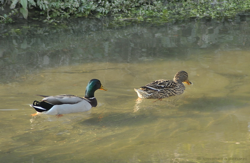 Anas platyrhynchos - Germano reale